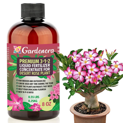 Gardenera Desert Rose bloom close-up highlighting vibrant flowers enhanced by fertilizer.