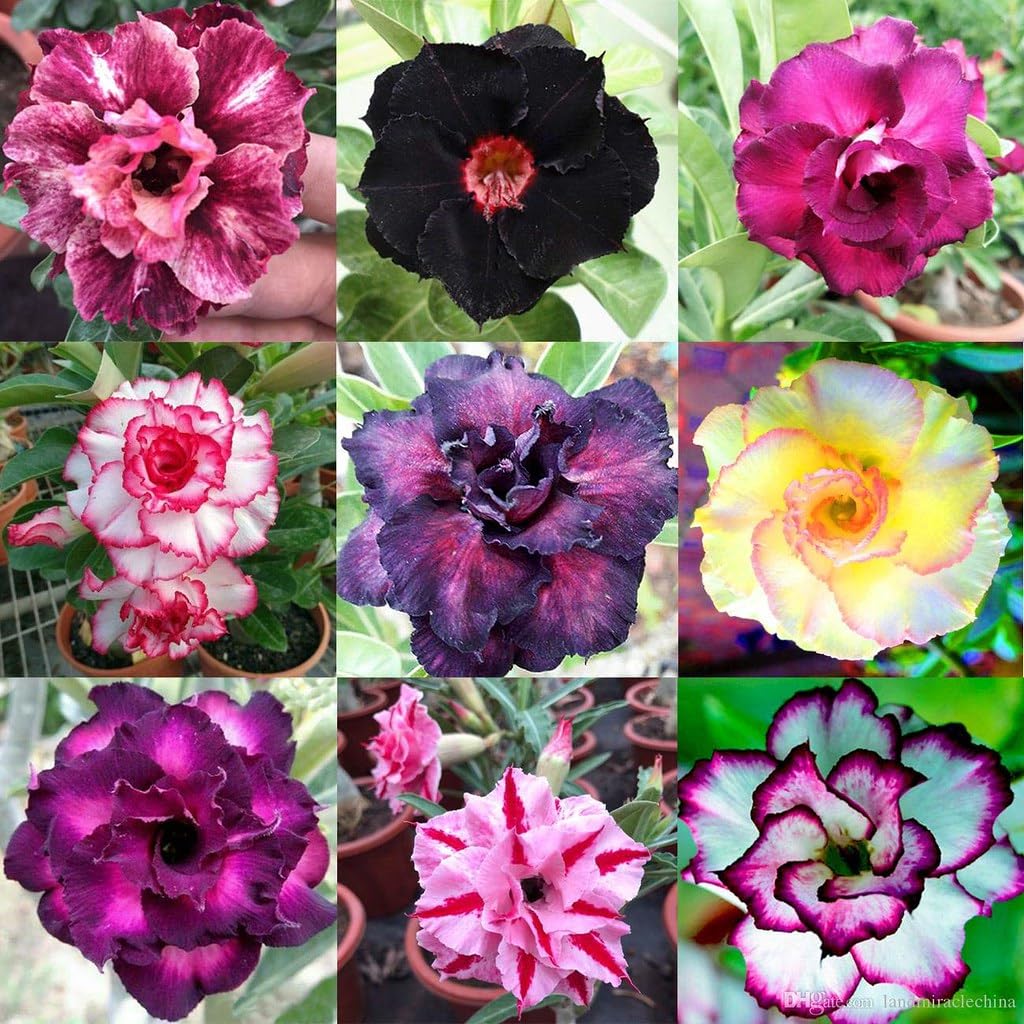 Gardenera Desert Rose planting in pot demonstrating easy setup for containers and garden beds