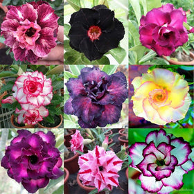 Gardenera Desert Rose planting in pot demonstrating easy setup for containers and garden beds