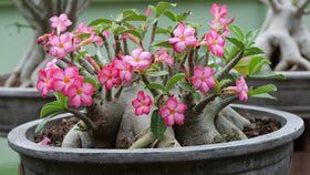 Gardenera Desert Rose soil texture closeup showing moisture-retentive blend for even hydration