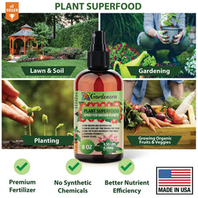 Money tree thriving with Gardenera Plant Superfood Spray care routine.