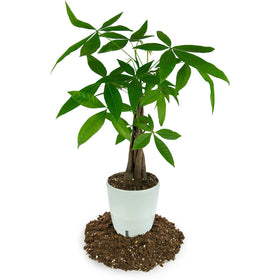 Gardenera Money Tree leaf shine boosted by moisture-balancing soil.