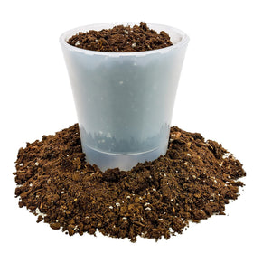 Gardenera Money Tree repotting-ready soil makes transplant easier.