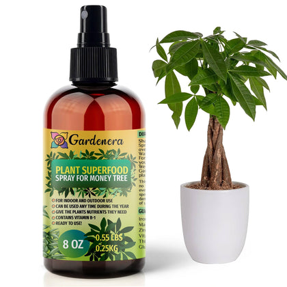 Gardenera Plant Superfood Spray on money tree leaves for healthier foliage.