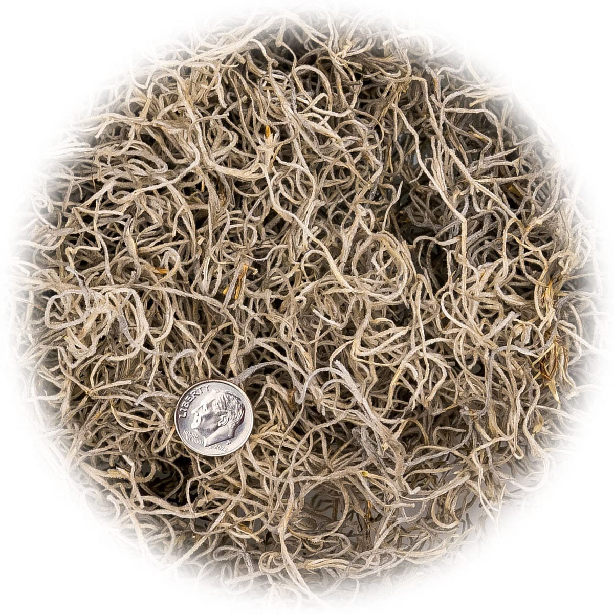 Gardenera Spanish Moss terrarium accent and filler