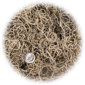 Gardenera Spanish Moss terrarium accent and filler