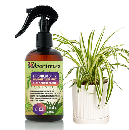 Gardenera spider-plant-spray-bottle promotes lush foliage with gentle weekly feeding.