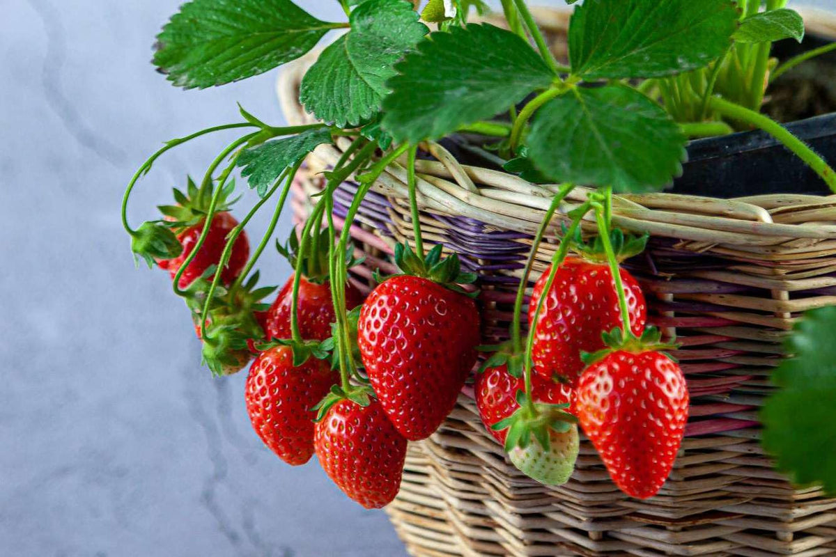 Gardenera Strawberry Potting Mix soil texture highlighting drainage-friendly sand