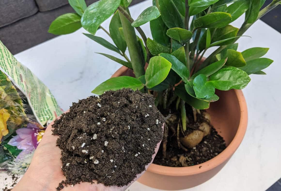 Gardenera ZZ Plant Potting Mix closeup highlights worm castings and charcoal for vitality