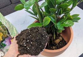 Gardenera ZZ Plant Potting Mix closeup highlights worm castings and charcoal for vitality