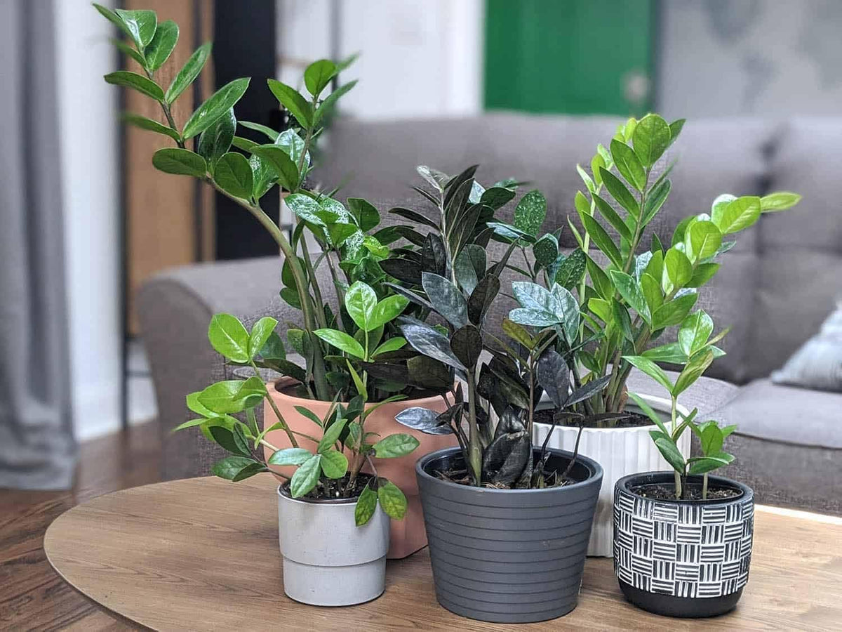 Gardenera ZZ Plant Potting Mix indoor outdoor suitability enables flexible placement