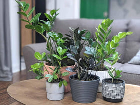 Gardenera ZZ Plant Potting Mix indoor outdoor suitability enables flexible placement