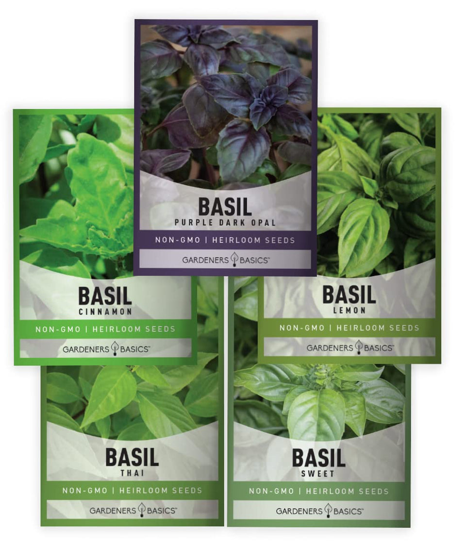Gardeners Basics Basil Seeds Cinnamon – ideal for indoor herb gardens and fragrant leaves.