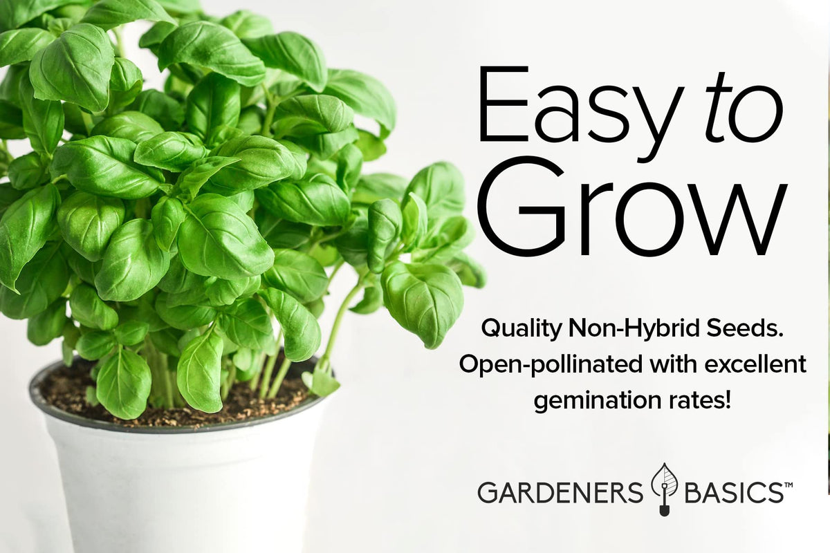 Gardeners Basics Basil Seeds Dark Opal – vibrant purple opal leaves for colorful pots.