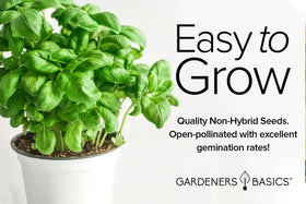 Gardeners Basics Basil Seeds Dark Opal – vibrant purple opal leaves for colorful pots.