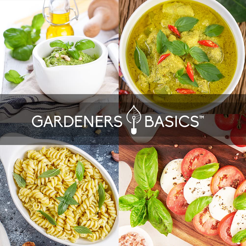 Gardeners Basics Basil Seeds Sweet – classic basil for pizzas, sauces, and sandwiches.