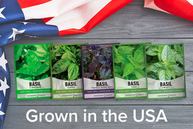 Gardeners Basics Basil Seeds Thai – spicy Thai basil for stir-fries and teas.