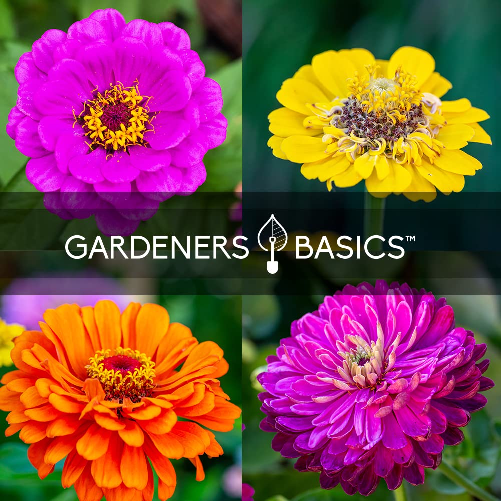 Gardeners Basics bee-friendly zinnia seeds support pollinators in home gardens.