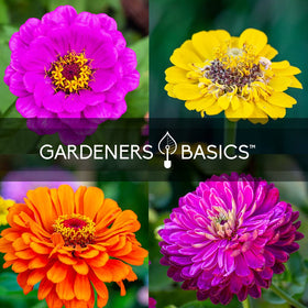 Gardeners Basics bee-friendly zinnia seeds support pollinators in home gardens.