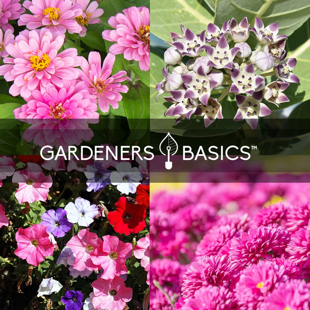 Gardeners Basics black-eyed susan seeds pack, cheerful color that attracts pollinators.
