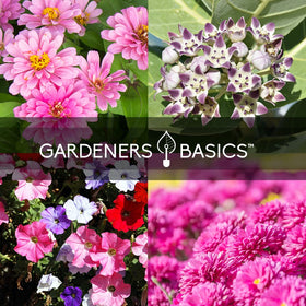 Gardeners Basics black-eyed susan seeds pack, cheerful color that attracts pollinators.