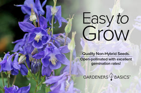 Gardeners Basics blue columbine flower ready to brighten a garden bed