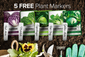Gardeners Basics Bok Choy Pak Choi seed packet for quick greens at home.