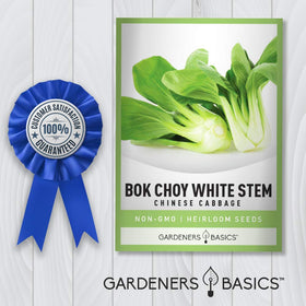 Gardeners Basics bok choy stems forming a bulb at base.