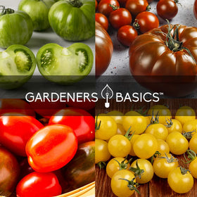 Gardeners Basics Brandywine Pink tomato seeds for beefsteak slicing.