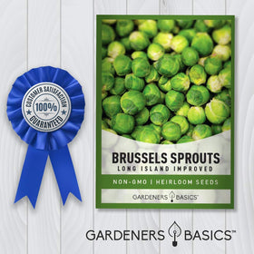 Gardeners Basics Brussels sprouts ready for fall planting and winter harvest cycles