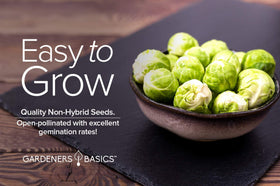 Gardeners Basics Brussels sprouts indoor seedling start to outdoor growth in warm seasons