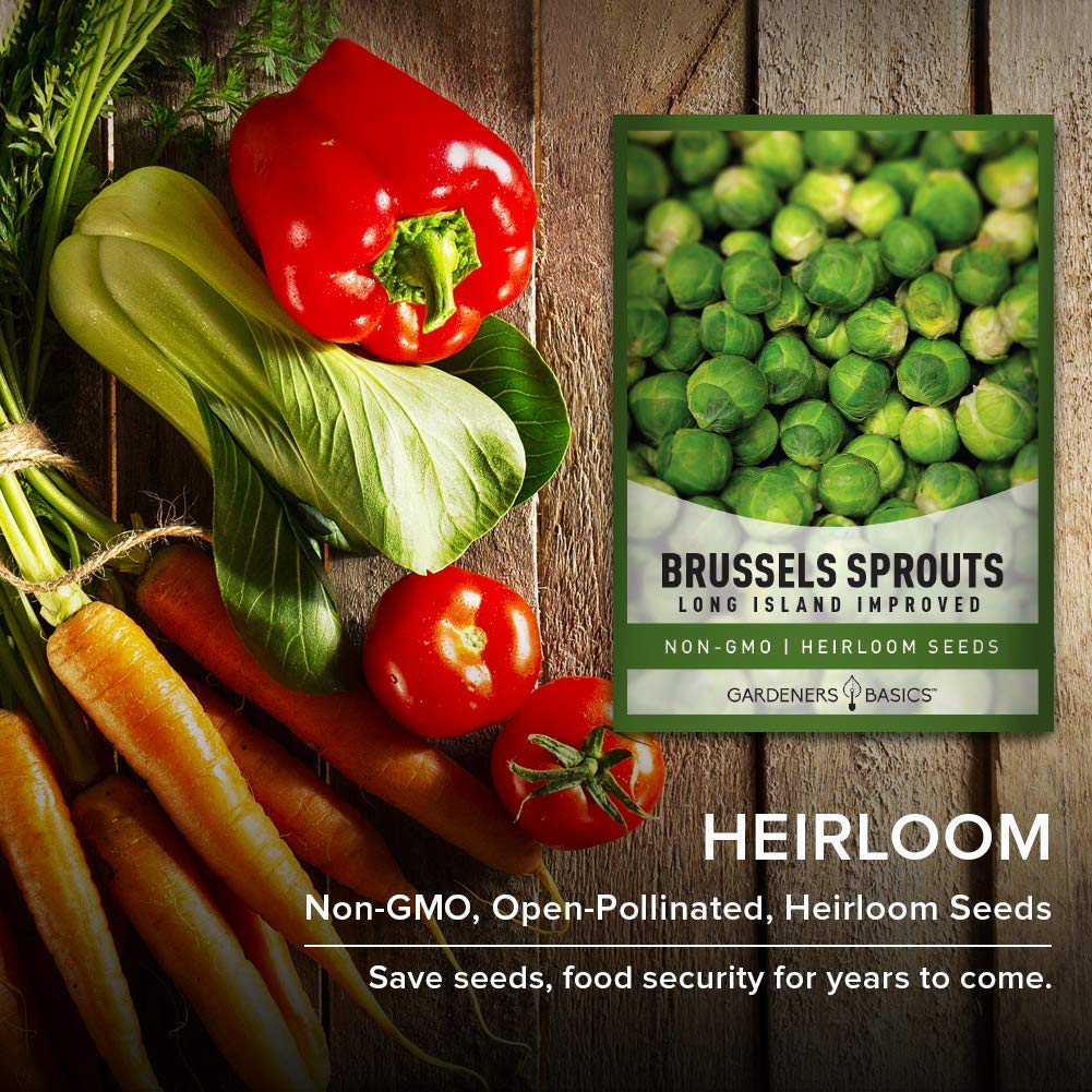 Gardeners Basics Brussels sprouts stalk with mini cabbages highlights prolific harvest potential