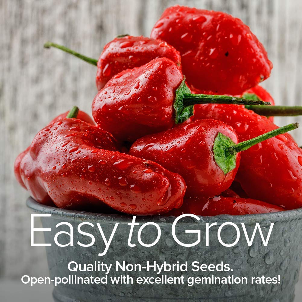 Gardeners Basics Cayenne seeds for planting, perfect for seasoning