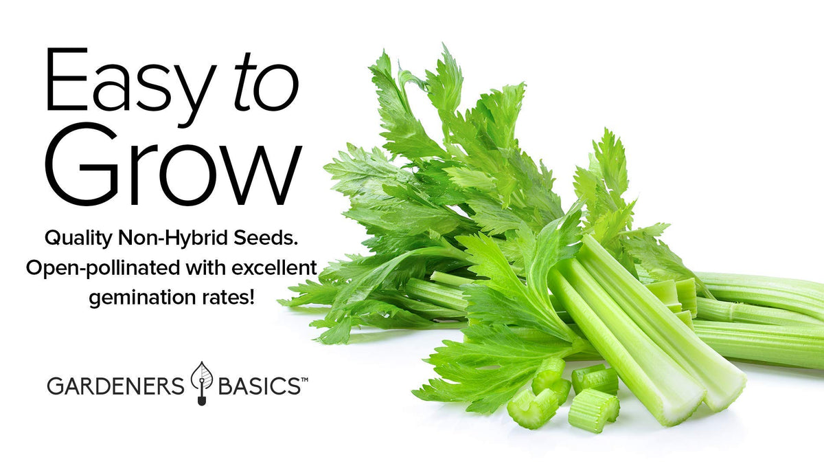 Gardeners Basics Celery 52-70 compact stalks suitable for small-space gardens.