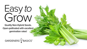 Gardeners Basics Celery 52-70 compact stalks suitable for small-space gardens.