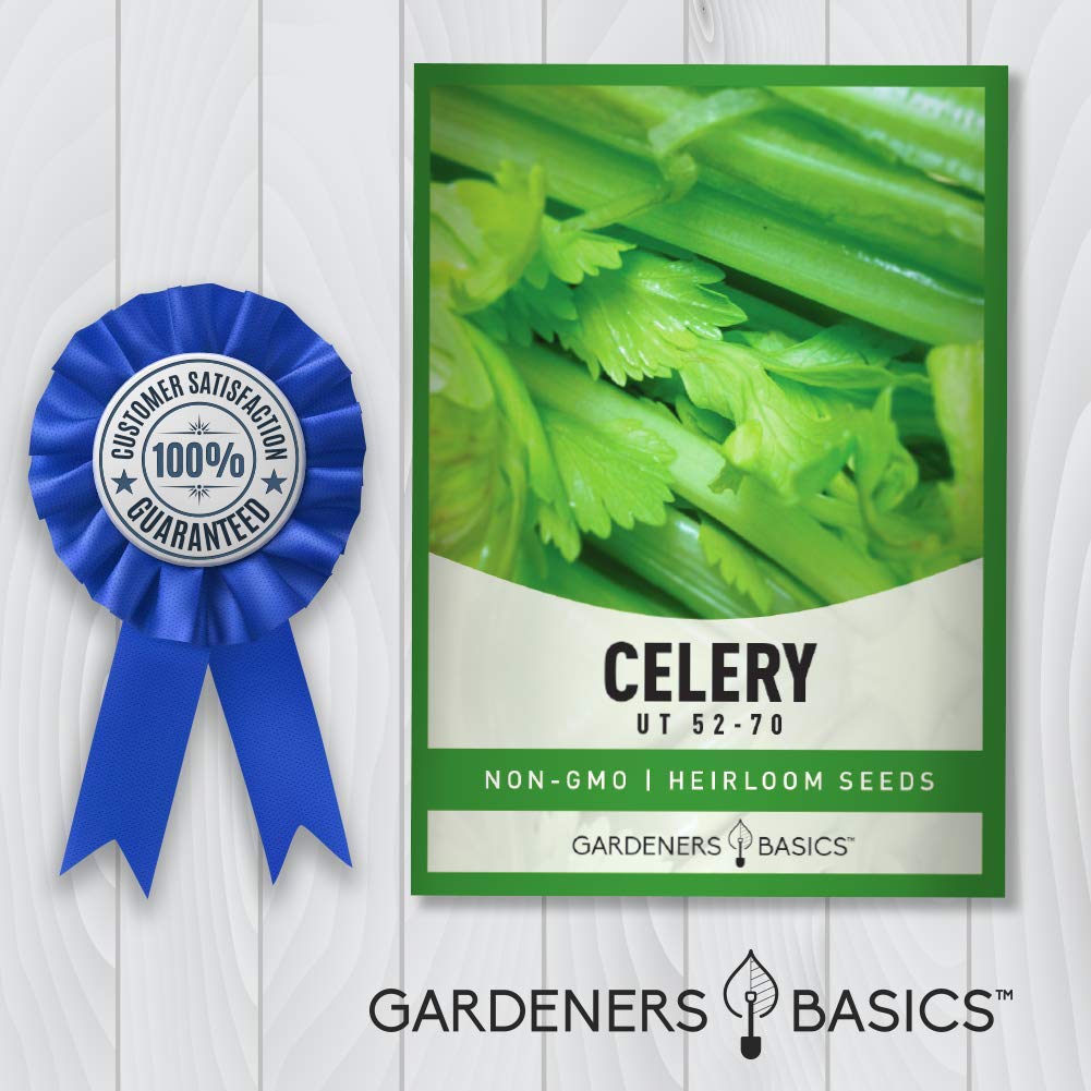 Gardeners Basics Celery 52-70 open-pollinated seeds ideal for saving next season.