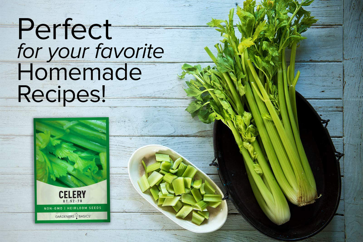 Gardeners Basics Celery 52-70 young seedlings ready for transplanting.
