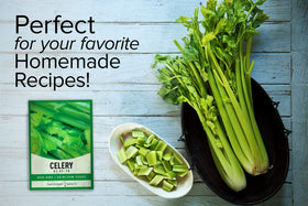 Gardeners Basics Celery 52-70 young seedlings ready for transplanting.