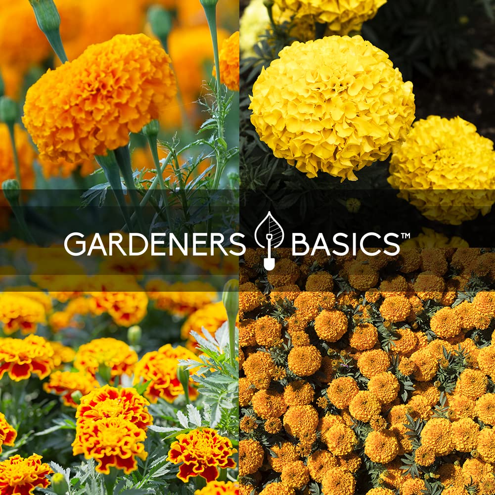 Gardeners Basics French Marigold Sparky Mix seeds deliver vibrant color.