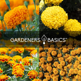 Gardeners Basics French Marigold Sparky Mix seeds deliver vibrant color.