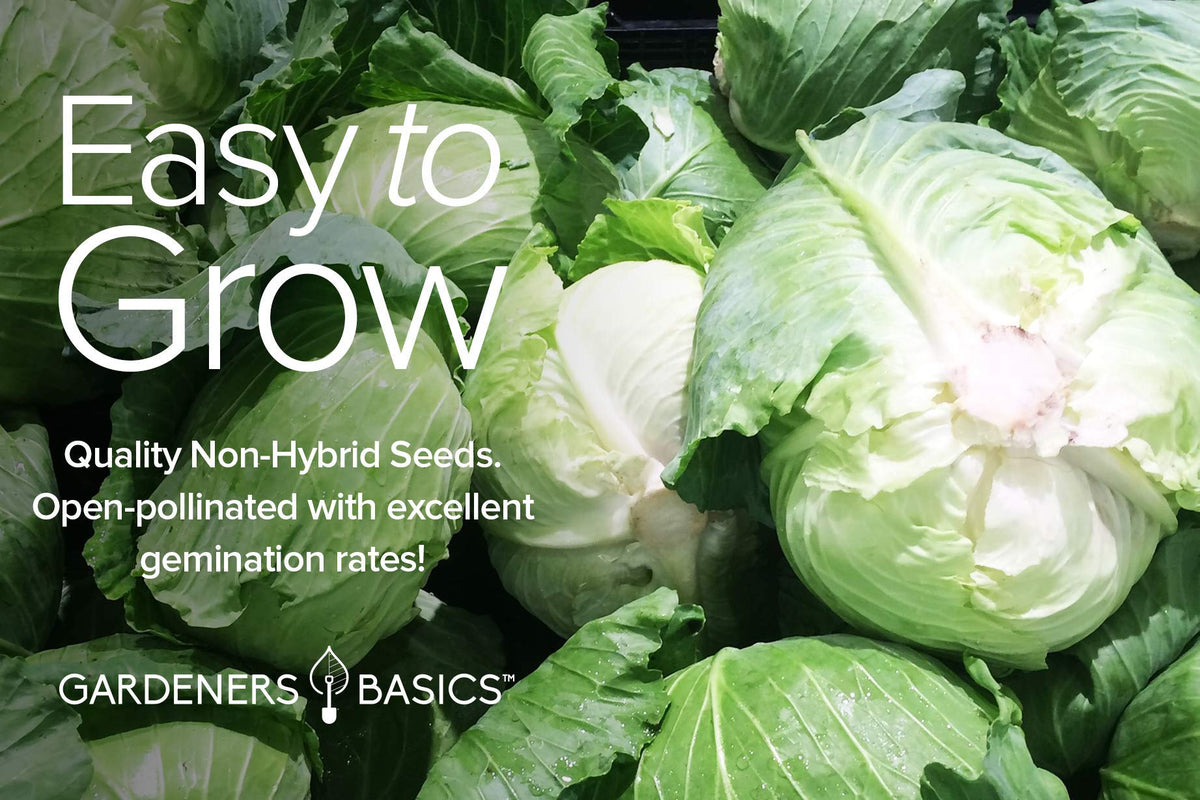 Gardeners Basics Golden Acre seed packet for bright, versatile cabbage heads.
