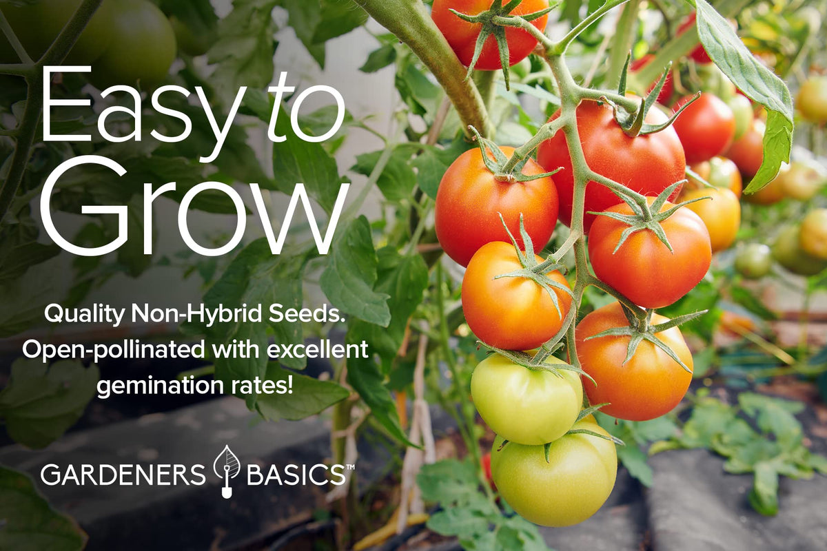 Gardeners Basics Golden Jubilee tomato seeds for sweet yellow cherries.
