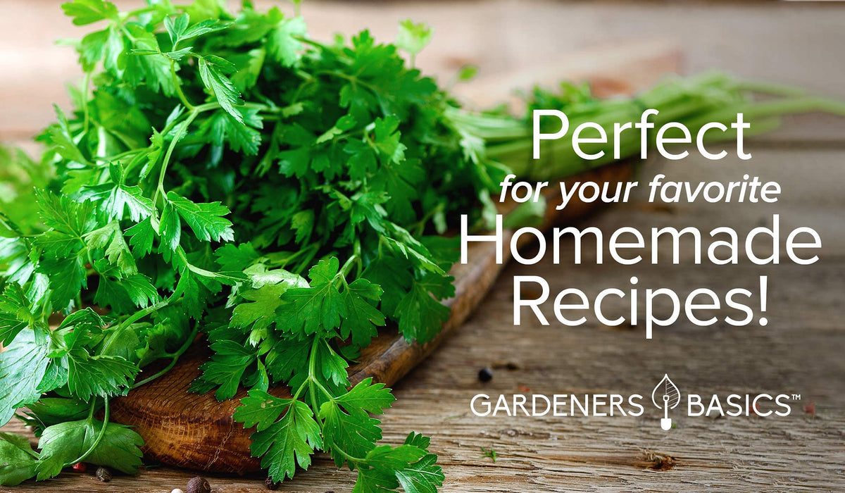 Harvested parsley stems and leaves from Gardeners Basics plant for flavorful dishes.