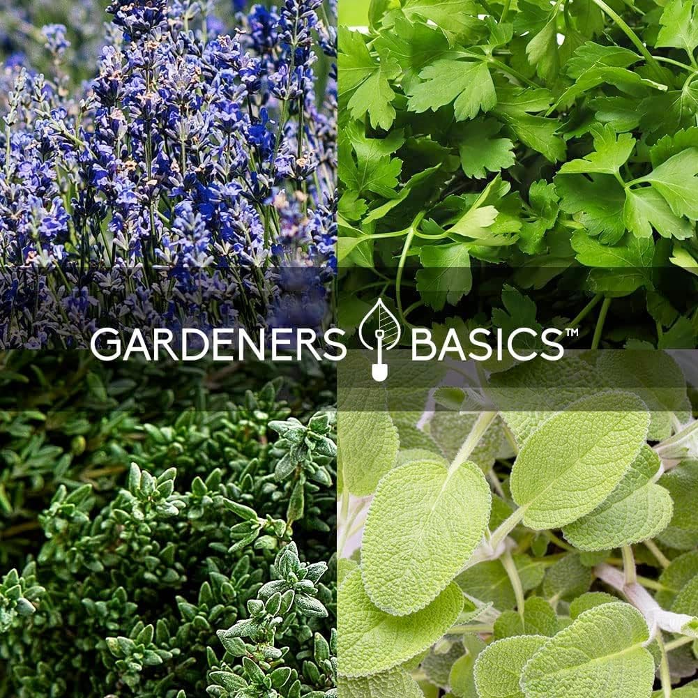 Gardeners Basics high germination seeds closeup highlighting reliable sprouting