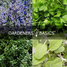 Gardeners Basics high germination seeds closeup highlighting reliable sprouting