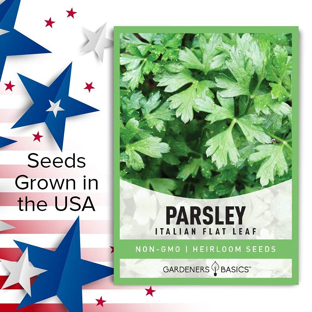 Indoor kitchen herb garden featuring Gardeners Basics Italian parsley plant.