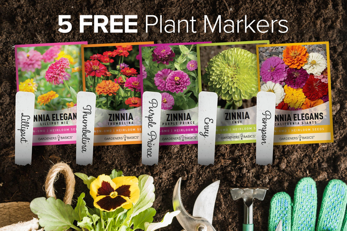 Gardeners Basics Lilliput zinnia seeds for compact beds that attract pollinators.