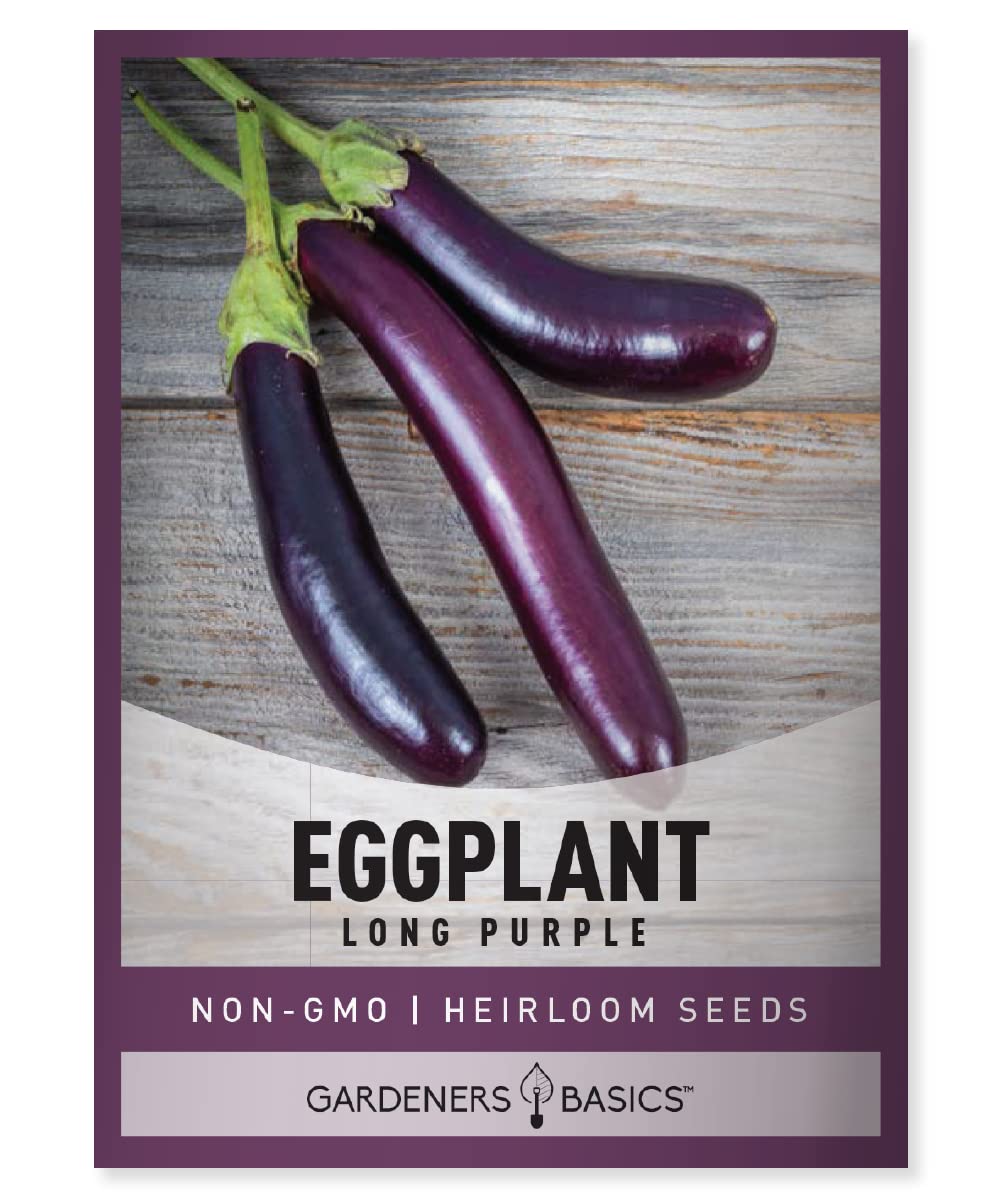Gardeners Basics long purple eggplant fruit ready for harvest in home garden.