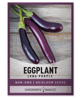 Gardeners Basics long purple eggplant fruit ready for harvest in home garden.