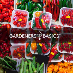 Gardeners Basics mini white habanero seeds pack for unique peppers